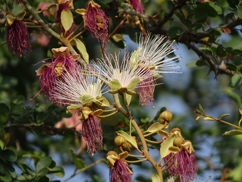 Image of Capparis zeylanica by no rights reserved
