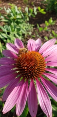Echinacea purpurea