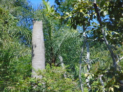 Acrocomia intumescens