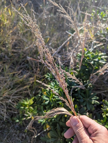 Image of Panicum amarum by (c) Peter Burka, some rights reserved (CC BY-SA)