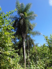 Acrocomia intumescens