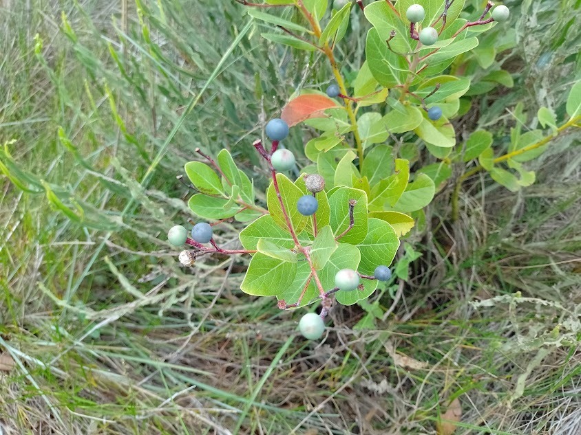 Persea venosa