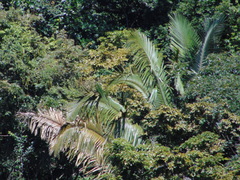 Attalea oleifera