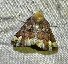 Caripeta pulcherrima