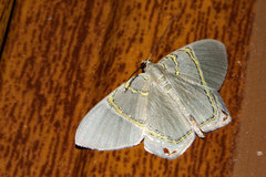 Phrygionis paradoxata