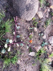 Arctotis angustifolia