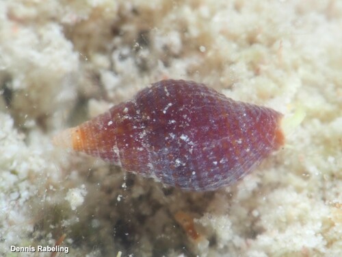 Neotiara nodulosa observed 2025-01-23