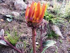 Arctotis angustifolia