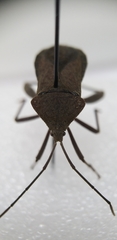 Mictis tenebrosa