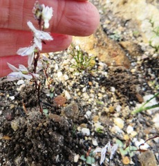 Disa obliqua clavigera