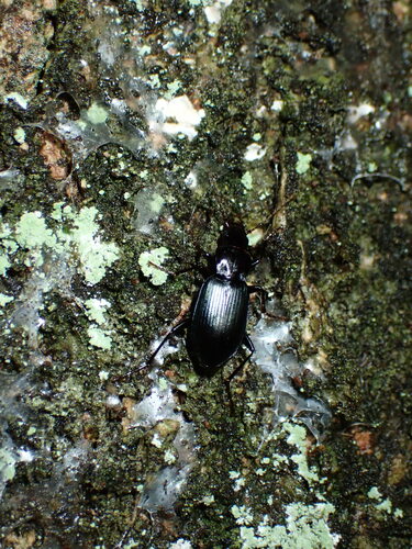 Laemostenus complanatus observed 2025-01-31