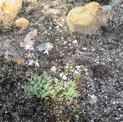 Disa obliqua clavigera