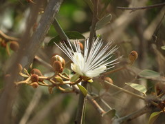 Capparis zeylanica