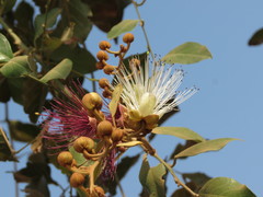 Capparis zeylanica