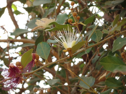 Image of Capparis zeylanica by no rights reserved