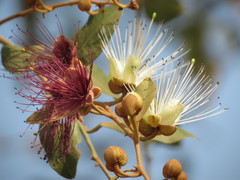 Capparis zeylanica