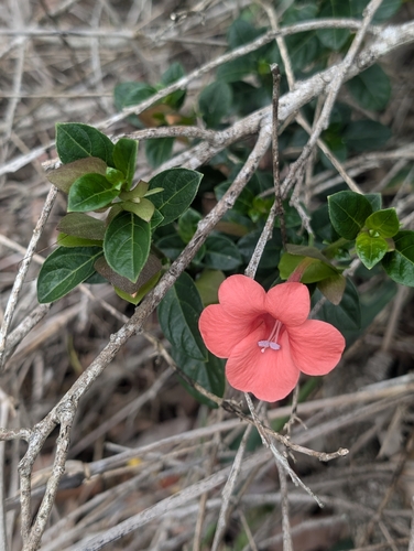 Image of Barleria repens by (c) Lewis, some rights reserved (CC BY-SA)