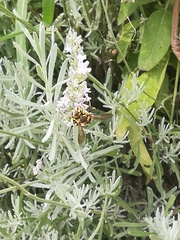 Anthidium