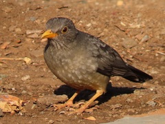 Karoo Thrush photo 3