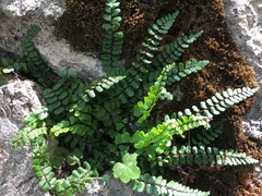 Asplenium trichomanes