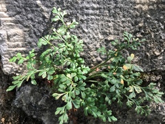 Asplenium ruta-muraria