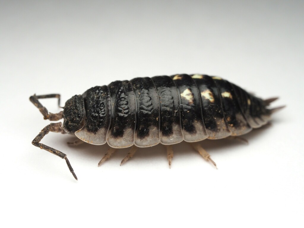 Yellow Dot Isopod