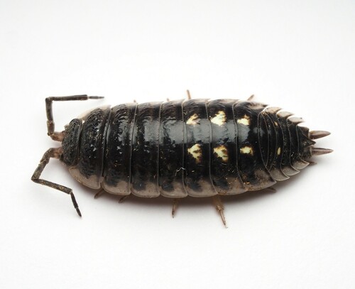 Yellow Dot Isopod, photo 2 of 10