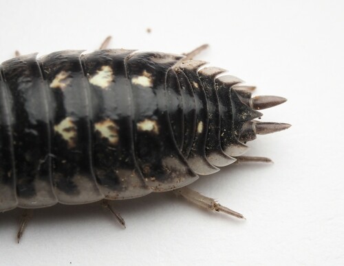 Yellow Dot Isopod, photo 3 of 10