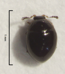 Corylophidae