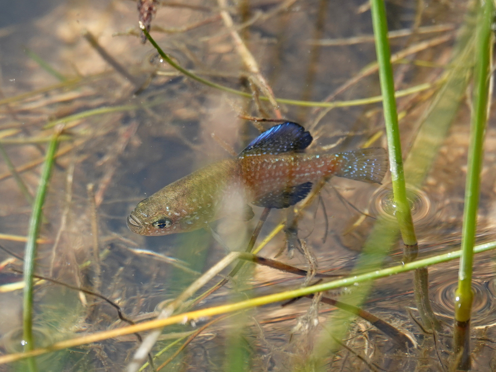 Paraphanius mentoides