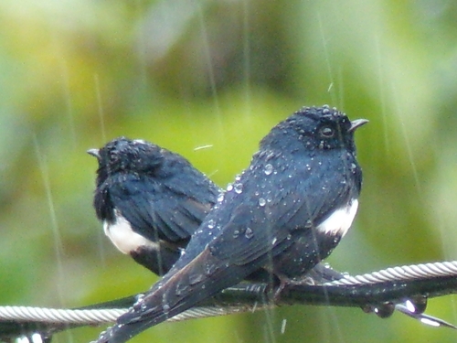 White-banded Swallow