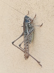 Decticus albifrons
