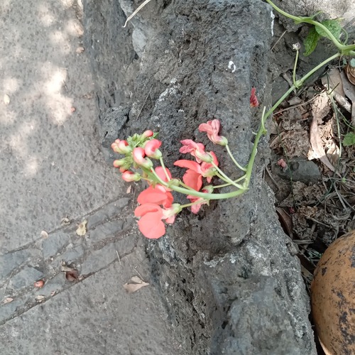 Foto de Feijão-de-corda