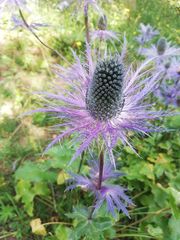 Eryngium alpinum