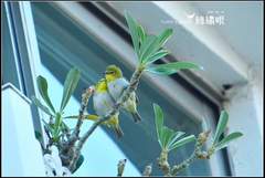 Zosterops simplex simplex