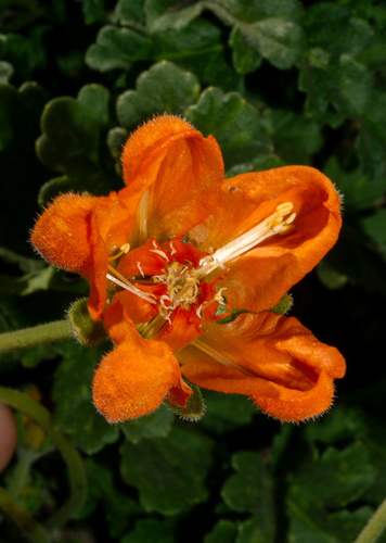 Grausa lateritia, photograph 4