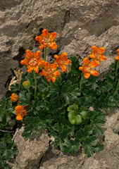 Grausa lateritia, photograph Matt Berger, CC BY, iNaturalist via GBIF