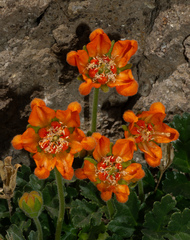 Grausa lateritia, photograph Matt Berger, CC BY, iNaturalist via GBIF