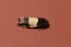 Epiblema tripartitana