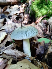 Russula parvovirescens