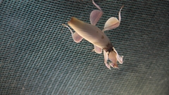 Hymenopus coronatus