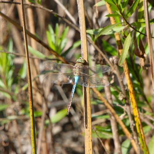 iNaturalist observation photo of Common Green Darner