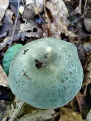Russula parvovirescens