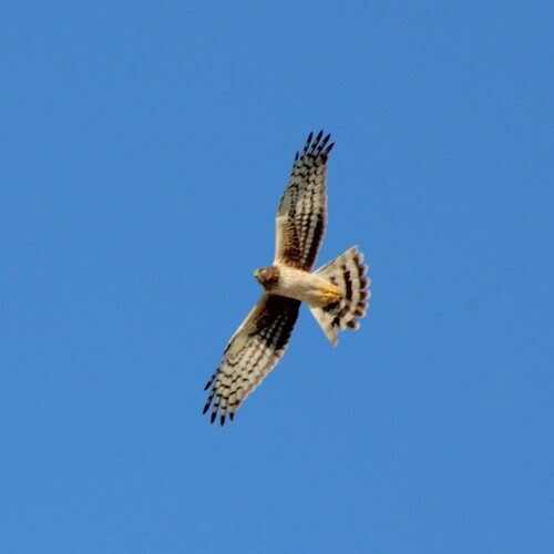 iNaturalist observation photo of Northern Harrier