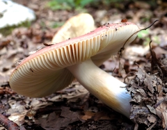 Russula paludosa