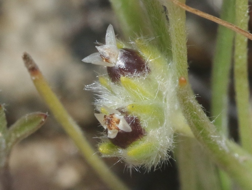 Plantago rancaguae