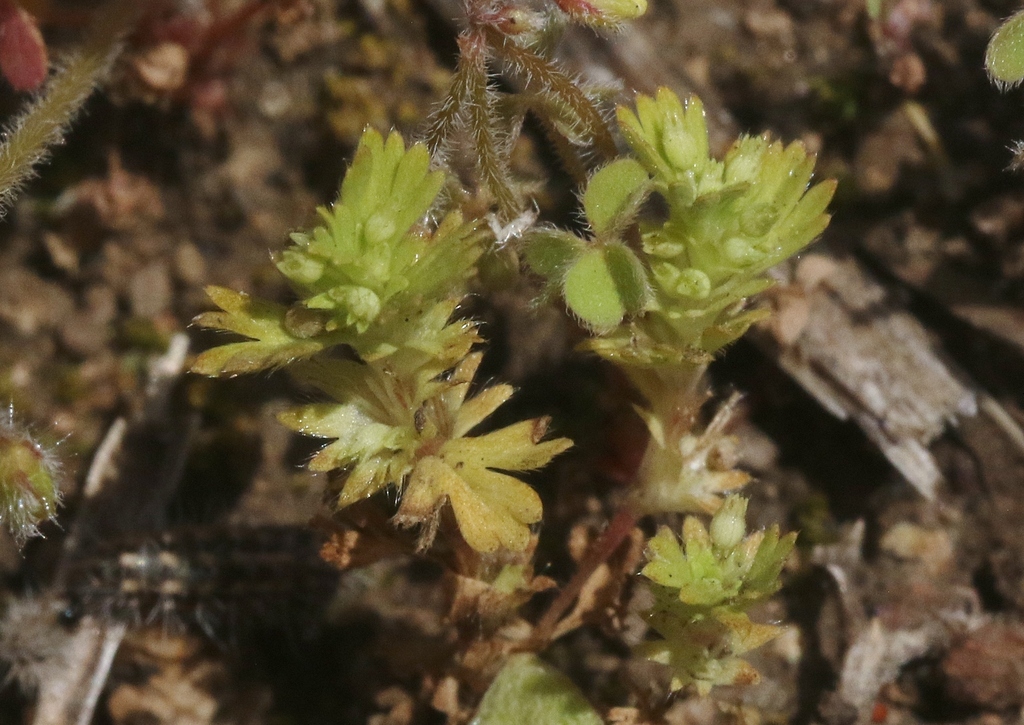 Alchemilla neglecta