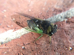 Neotibicen tibicen