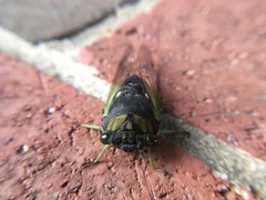 Neotibicen tibicen
