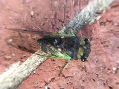 Neotibicen tibicen